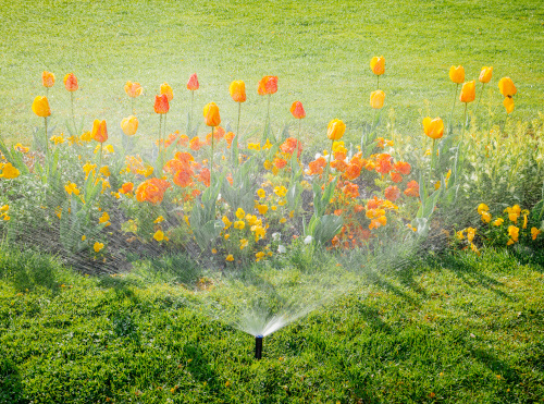Smart garden activated with full automatic sprinkler irrigation system working early in the morning in green park - watering lawn and colourful flowers tulips narcissus and other types of spring flowers